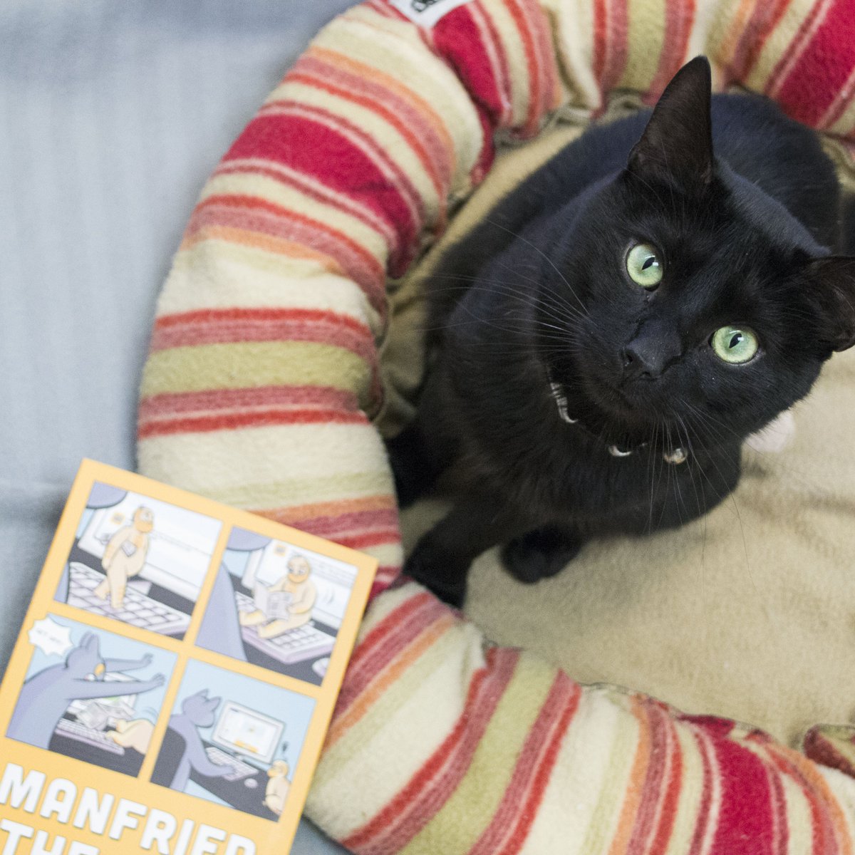 quirkbooks's tweet photo. Do you follow us on Instagram @quirkbooks? We're planning a special giveaway today! #QuirkCatWeek😍
If you follow us, your feed will include kitties like Beowulf, "a social butterfly who enjoys the company of people and other cats!" If you're in #Philly, meet her @phillypaws. https://t.co/G57So1cYTH