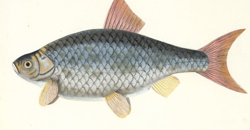 DrexelNOW's tweet photo. Sarah Bowdich (1791–1856) was the first woman to undertake a detailed study of Britain’s most important freshwater fish. Her book "The Fresh-Water Fishes of Great Britain, an exceptional work of ichthyology, is housed in the @AcadNatSci’s rare book room. https://t.co/UYJj2xcqvq https://t.co/uxbDWx6j5w