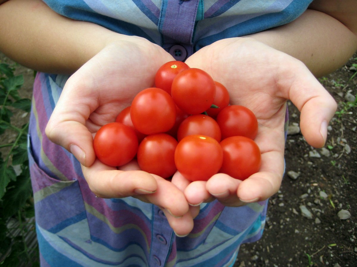 Hey everyone! We are looking for some extra hands on deck for the Farm Share Fair next Thursday, May 10th at the Armory in Somerville. From 3:00-8:30. $15/hour.  Send us a DM or email info@farmsharefair.com @tufts_nutrition <a href="/greentufts/">Tufts Office of Sustainability</a> @SustainBentley