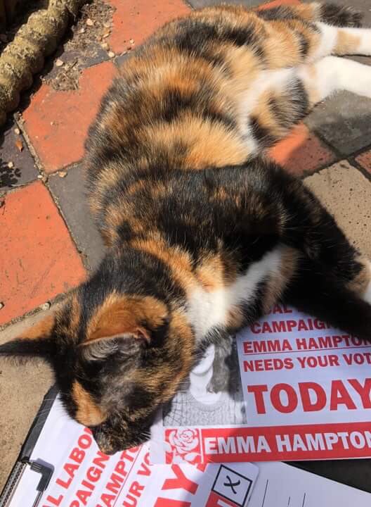 LabourNelson's tweet photo. Huge amount of interest in our leaflets among the #catsofNelson we’ve met so far today. Plenty of time to vote with polling stations open until 10. #VoteLabour https://t.co/FbPzmauue3