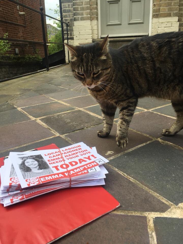 LabourNelson's tweet photo. Huge amount of interest in our leaflets among the #catsofNelson we’ve met so far today. Plenty of time to vote with polling stations open until 10. #VoteLabour https://t.co/FbPzmauue3
