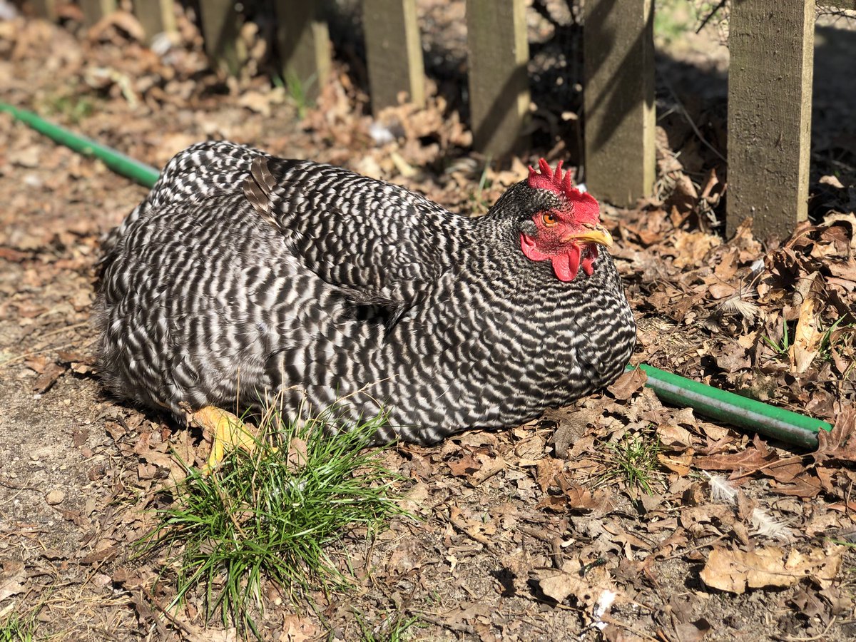 TheCapeCoop's tweet photo. Beyoncé the hen is 6 years old today! The last of our original flock, she loves spending her retirement lounging in the sun ☀️ https://t.co/wLLsN22riR