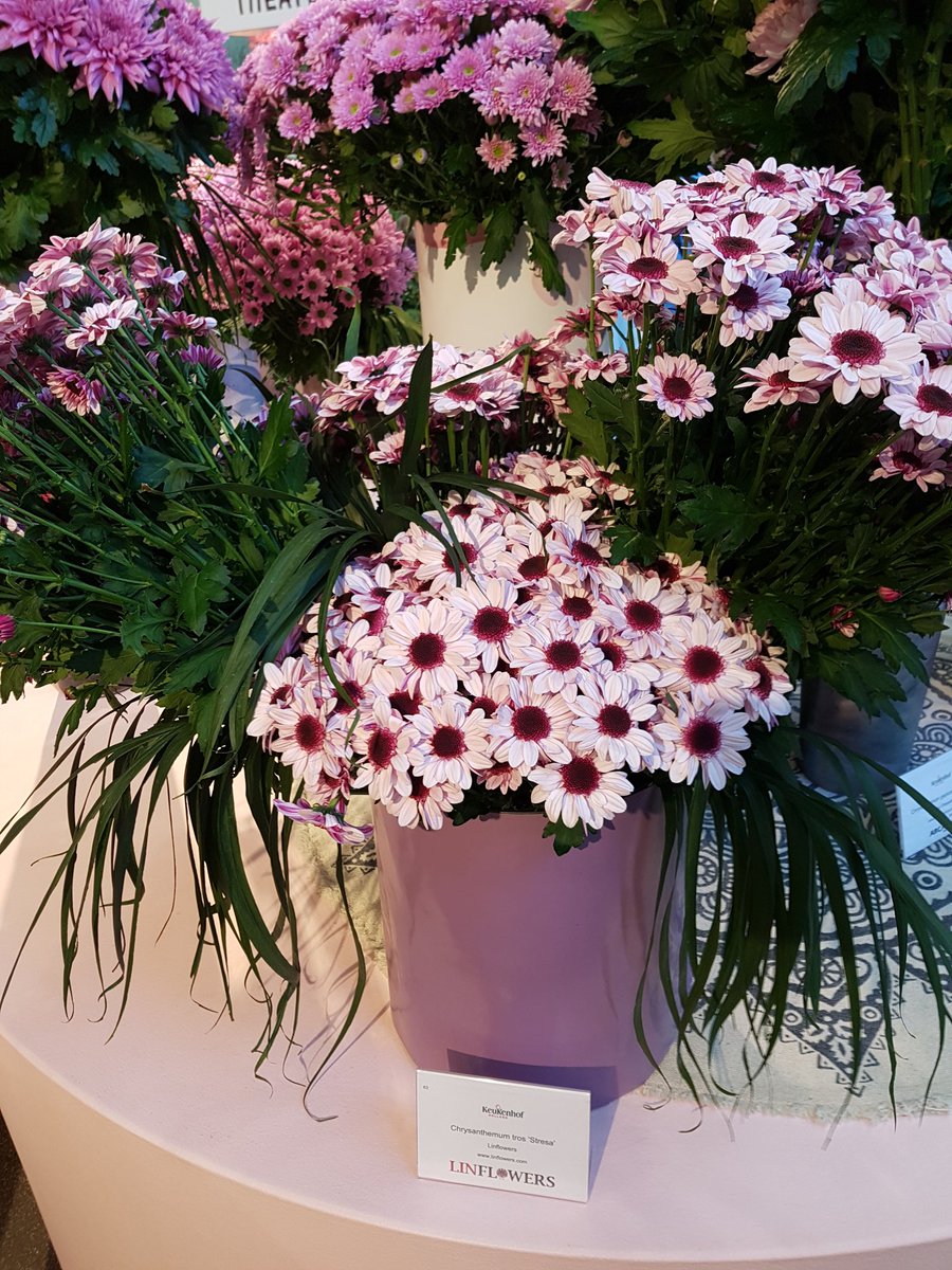 ChrisBFH's tweet photo. Ook Chrysant Stresa en Baltica lime staan er schitterend bij van #linflowers tijdens de Chrysantenshow in de keukenhof https://t.co/WrgczEIIhI