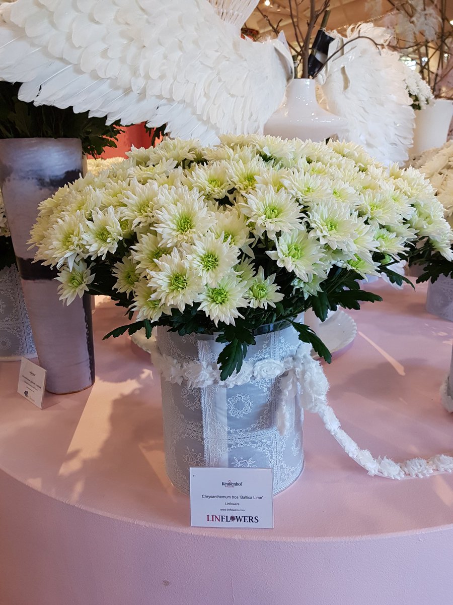 ChrisBFH's tweet photo. Ook Chrysant Stresa en Baltica lime staan er schitterend bij van #linflowers tijdens de Chrysantenshow in de keukenhof https://t.co/WrgczEIIhI