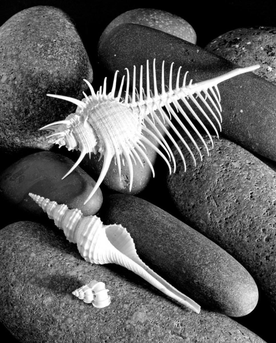 hipst_eria's tweet photo. © Max Dupain.

    [Shell Series] https://t.co/r60jifaP2k