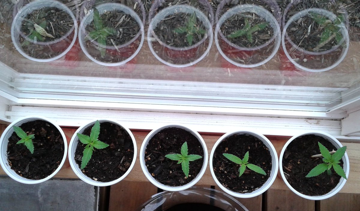Cogitatorium's tweet photo. Reflexting on #NewLife for the #garden https://t.co/ncCvY7sdwA