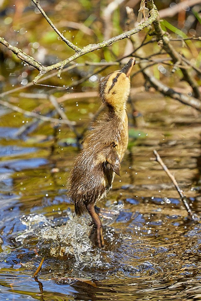 Just out of reach! Duckling tries to catch dragonfly at NT Brownsea Island - couldn't get up there. @Brownseablog <a href="/DorsetWildlife/">Dorset Wildlife Trust</a> <a href="/DorsetLifeMag/">Dorset Life</a> <a href="/DWTBrownsea/">DorsetWildlife Trust</a> <a href="/nationaltrust/">National Trust</a>