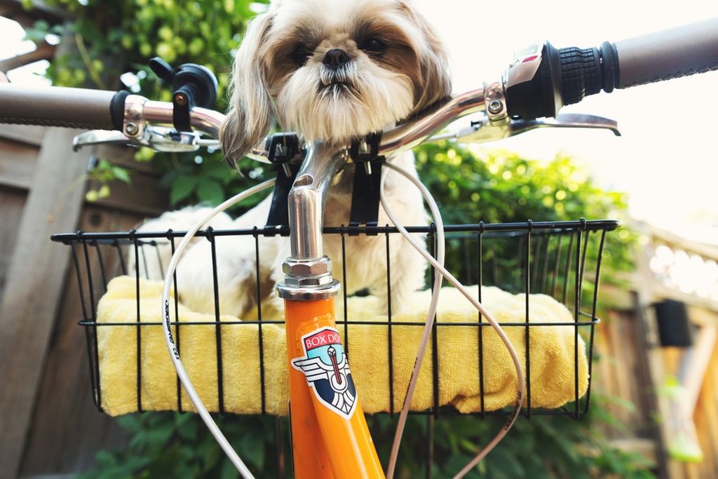 Do you also ride your bike with your doggo? 

#cycling #petsriding #mtb #bicyclelove #bicyclelife