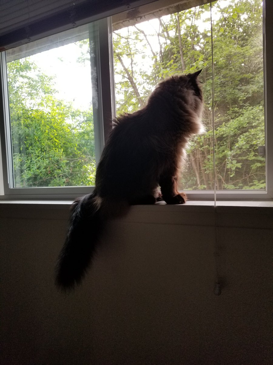 Accelerwraith's tweet image. #windowcat