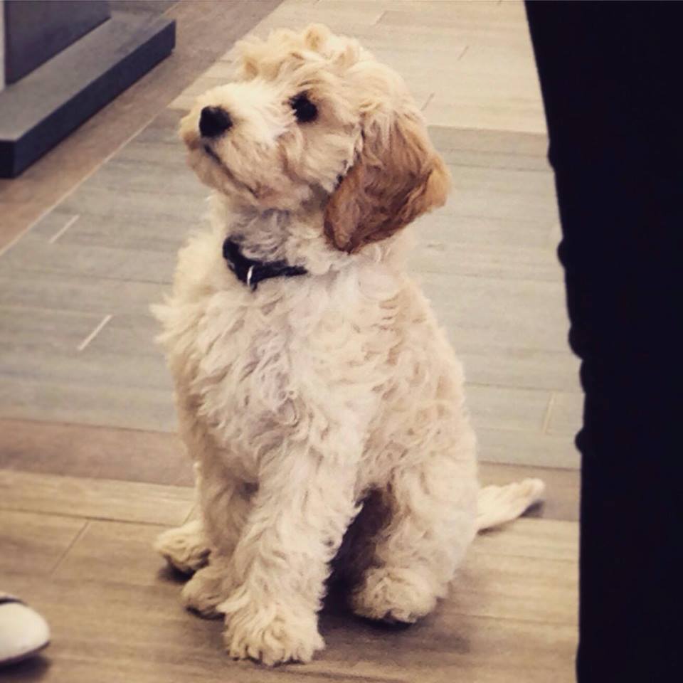 lincstiles's tweet photo. We had a very cute customer visit us a few weeks ago! 😍 #Lincolnshire #Tiles #Boston #Skegness #Horncastle #Lincoln #Puppy https://t.co/gV2Gggdzze
