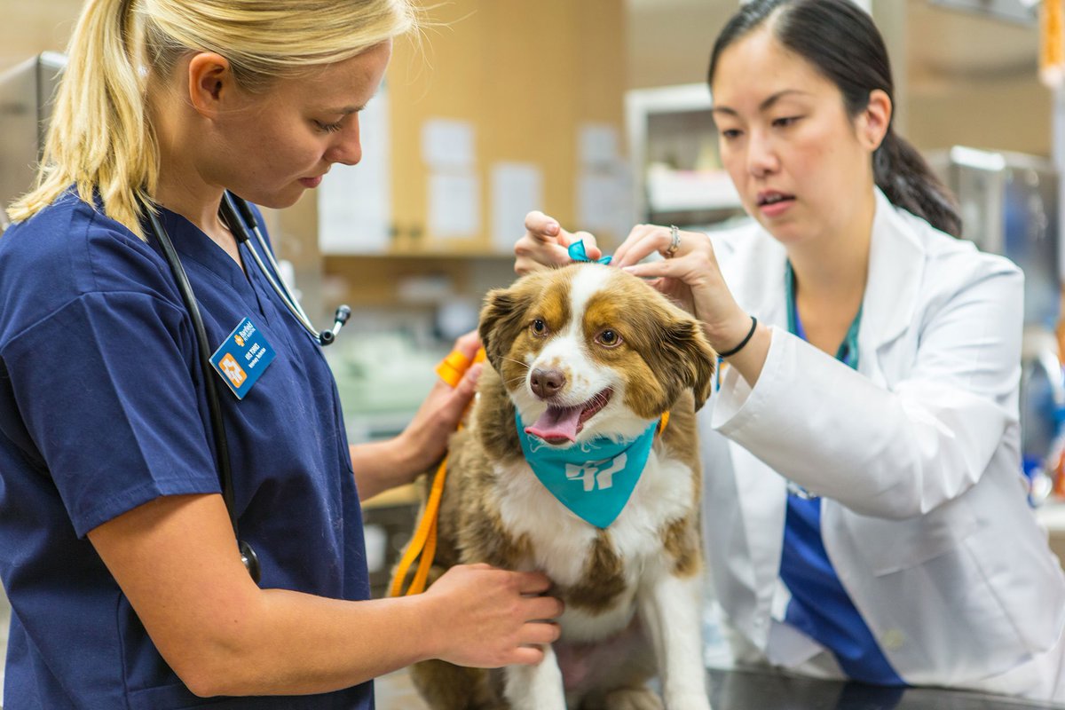 At <a href="/Banfield/">Banfield Pet Hospital</a> we’re committed to helping set veterinary teams across the profession up for success by providing access to many of our best practices and protocols.