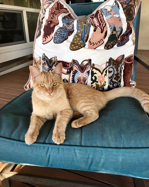 #DYK the most common cat names in the United States are Luna, Kitty, and Bella. Learn more about our cat findings in the State of Pet Health Report here: banfield.com/state-of-pet-h…