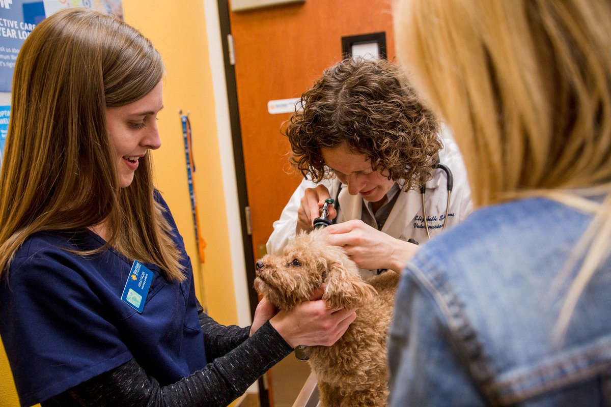 #DYK in 2017, our hospitals and associates cared for 3.1 million dogs, 767,500 cats and supported 13.5 million pet visits?