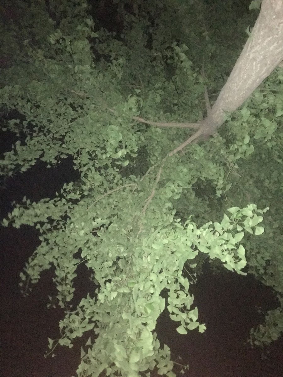 ForesterYang's tweet photo. A clean net, consisting of green &amp; distributed leaves/ nodes with beautifully natural scalability thru and beyond thousands of years - An amazing DLT(Distributed Ledger/Leaves Technology/Thread) in the very nature... https://t.co/6lBguBkgp1