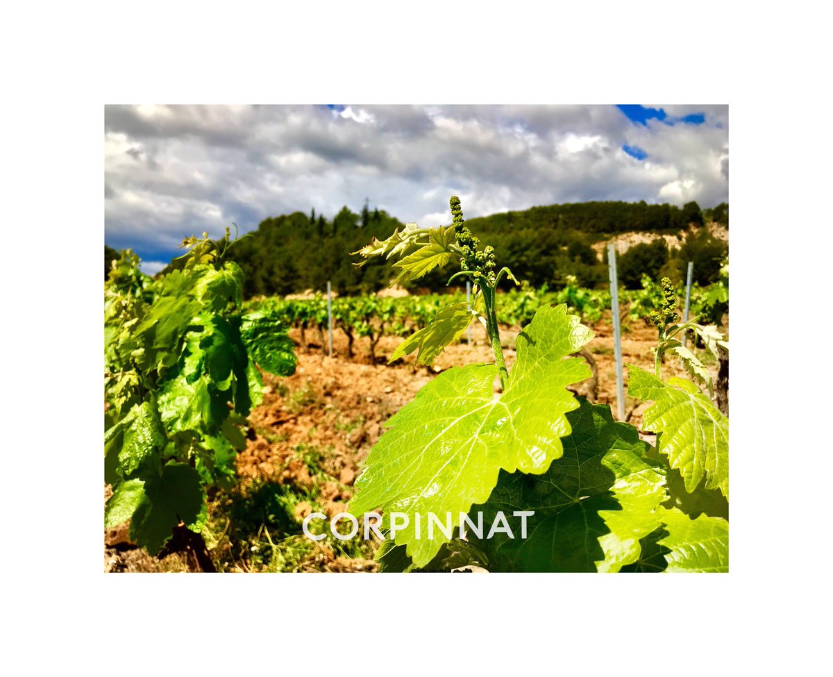 castellroig's tweet photo. La marca @corpinnatSW parte de la zona considerada como el núcleo histórico de la producción vitivinícola del Penedès, de la cual se han definido los que pueden considerarse los límites naturales. https://t.co/SukE3gxQ3L https://t.co/sFopoZuicE