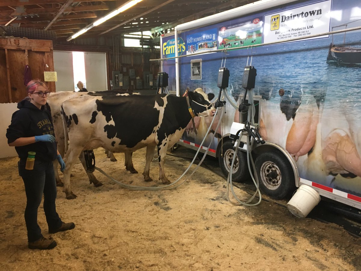 Dozens of livestock "evacuees" are arriving at Fredericton ex grounds.   Portable milking machines have been brought in.  Volunteer farmers from all over NB helping out.
