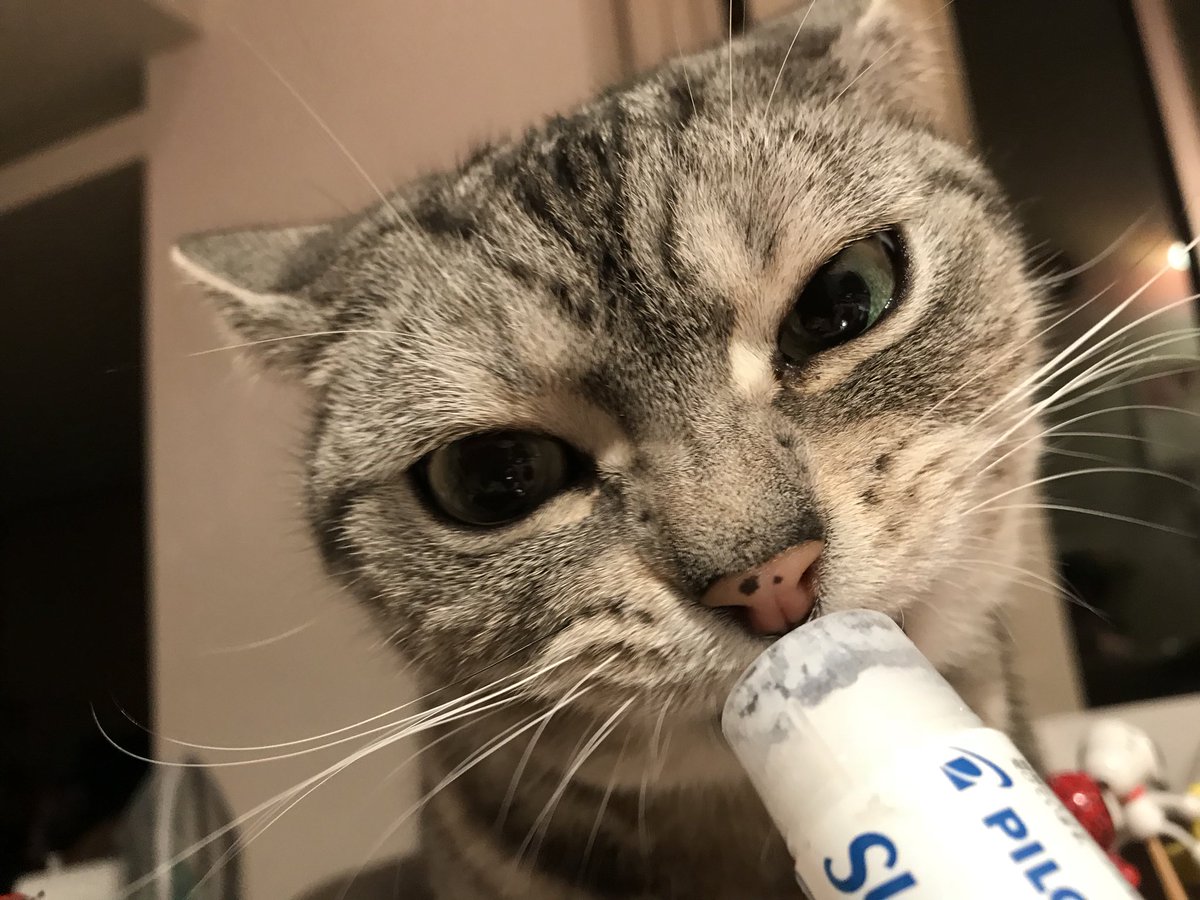 世界一可愛い猫 世界一可愛い猫