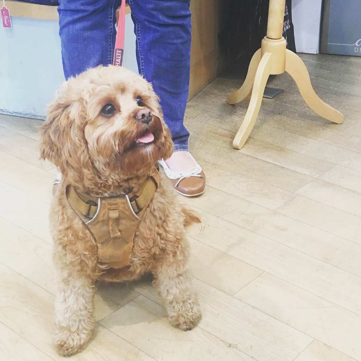 PapyrusGifts's tweet photo. Here at Papyrus we ❤️ dogs! That’s why, when wee Maggie stopped by we just couldn’t hide our excitement! #pawgeous #westenddogs #dogswelcome #dogfriendly https://t.co/fDtcS67f2G