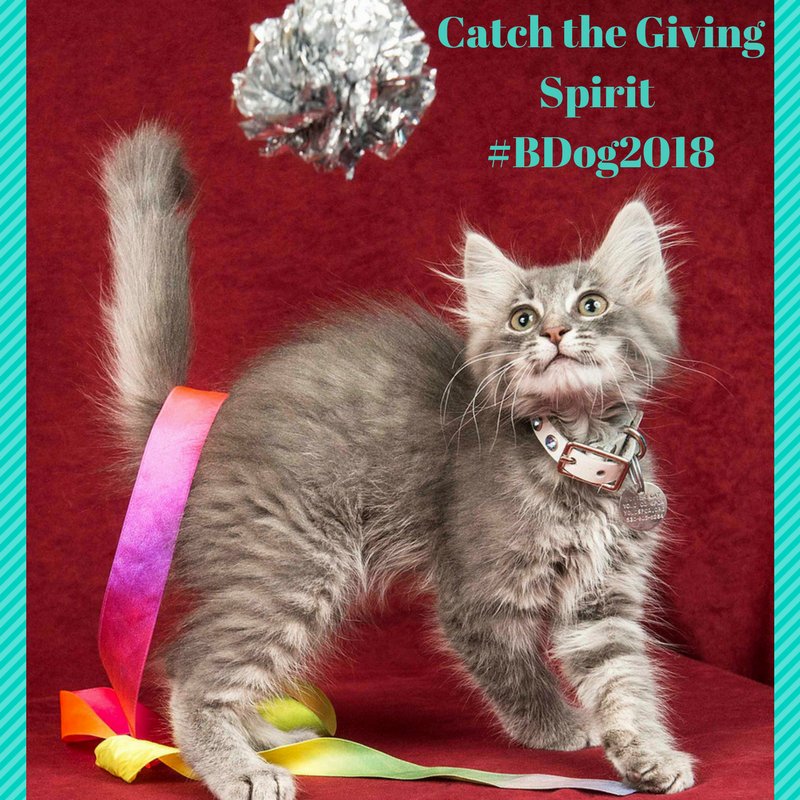 Help <a href="/yolo_spca/">Yolo County SPCA</a> by  Catching the Giving Spirit and donating!

bigdayofgiving.org

yolospca.org

#BDog2018