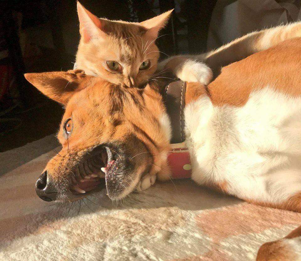elcosodelapizza's tweet photo. - Vos no podes ser Drácula!
- Por que?
- Porque sos un gato
- Ah no! Mira! https://t.co/fQbcPiyYjI