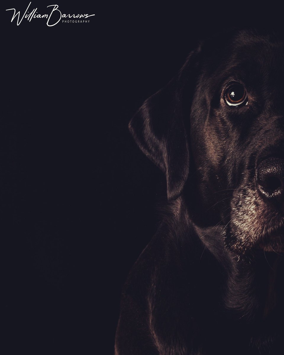 WABPhotography's tweet photo. Having some fun with flash. #dramatic #photography #shadows #photographer #dogs @fstoppers #pets #movieposter #pictures #photooftheday https://t.co/ZWHyLm8R3q