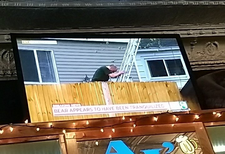1053hotfm's tweet photo. All of #GrandRapids right now. 

#BearInTree 😂🐻😂🐻 https://t.co/ai9JcSsnCJ
