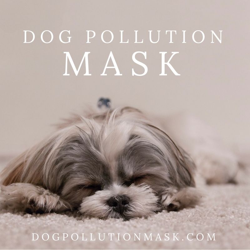 DogAirMask's tweet photo. They love you unconditionally. Love them unconditionally. Provide them with the best care possible. https://t.co/gRYx1XJpe8. Global smog, smoke for fires, mold from rain, allergies from pollen. Protect your dog. https://t.co/1NSS9duX70