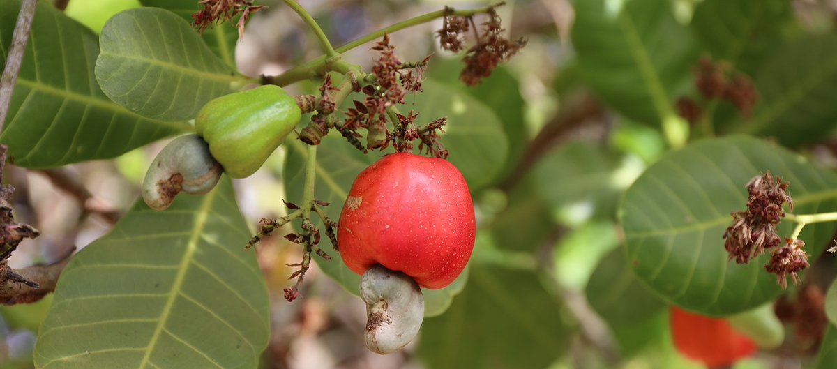 CORAFNews's tweet photo. The cashew industry is growing and becoming a considerable source of revenue for the most economies in the region. 
Learn more on the progress made on cashew yields in #Benin https://t.co/DdgJHOr4Sq https://t.co/pRlyMfoiii