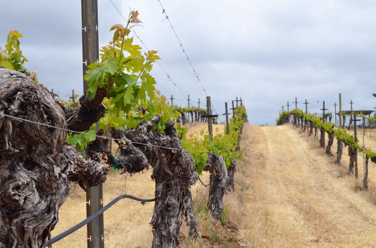ManorWilson's tweet photo. The skies are clearing and the vineyards are flourishing! You have to get out here and see all of the tiny 🍇! #vineyardviews #californiawinery #californiawines #agrapeescape #rollingvineyards #peaceful #lostintheview #winelife #winecountryliving #wilsoncreekwinery #visittemecula https://t.co/4XBU5ImJUK