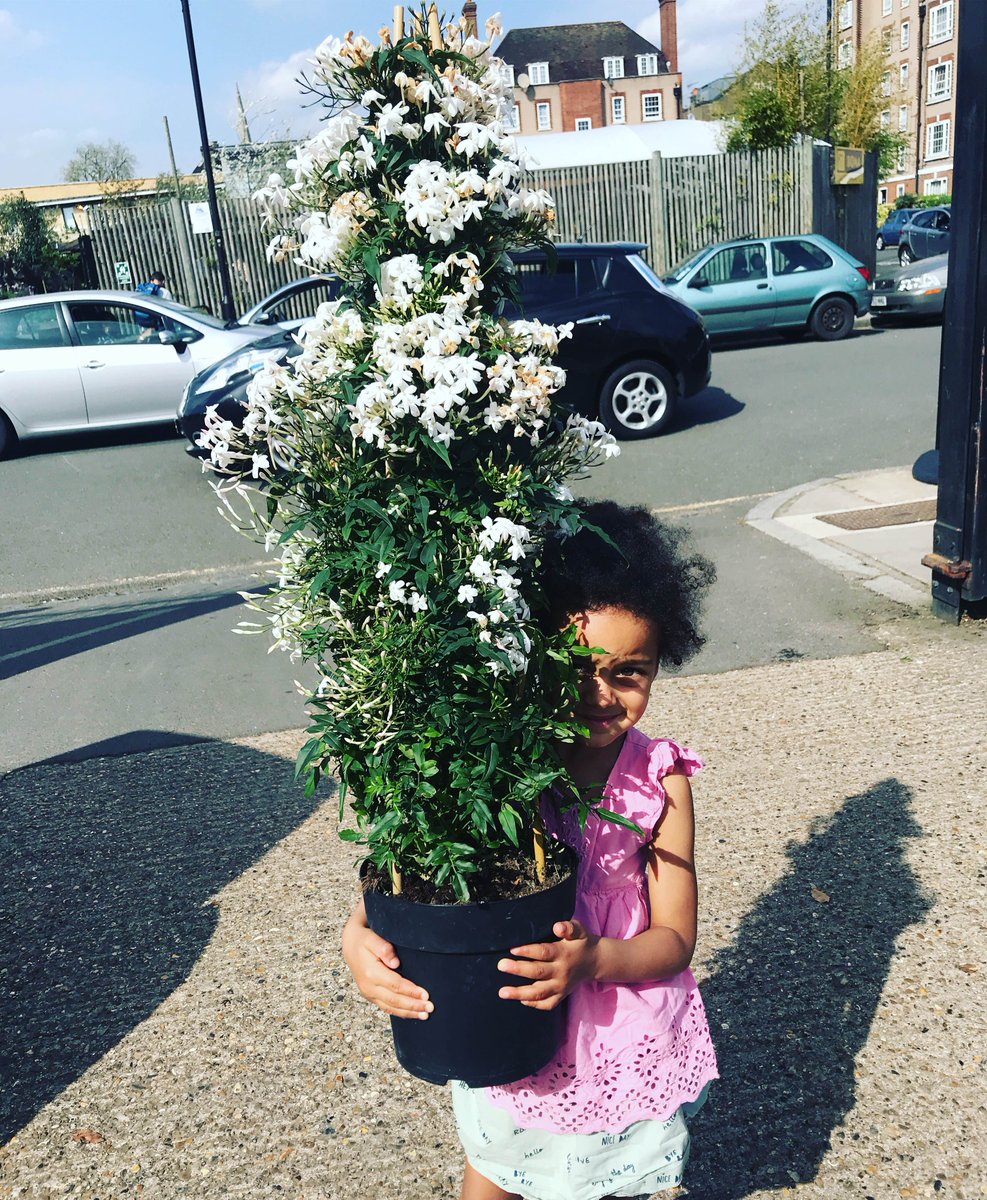 Kunlebarker's tweet photo. The indoor Jasmine for out Kitchen/conservatory, trying to bring a little Granda into NW London @BomaGarden #loveyourhomeandgarden #jasmine #garden #indoorplants #illustrioushomes #alantitchmarsh #loveyourgarden @ITV @LoveYourGarden2 https://t.co/mpZMckC2QM