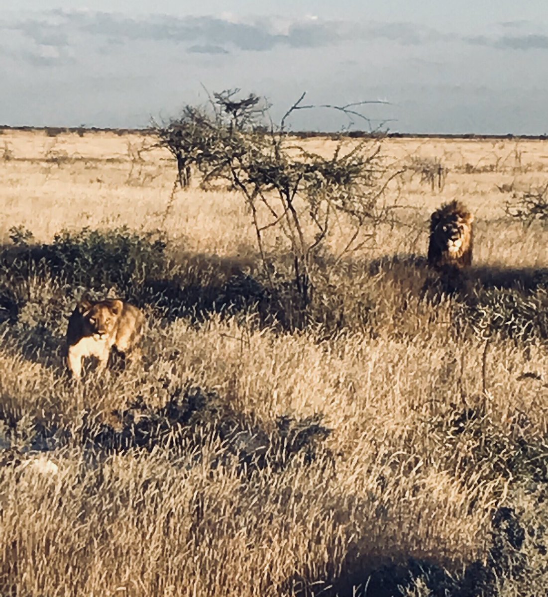 Just some strays I stumbled upon this week... #Namibia #safari #amazing #majestic #huntingfordinner #solotravel #holibobs