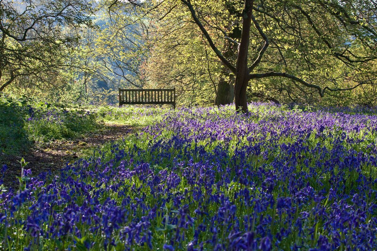 WinkworthNT's tweet photo. #BluebellWatch update: Our bluebells are still in bloom, lighting up the arboretum with their unique colour. This bank holiday weekend is the perfect chance to come and see them while they're still in flower >> https://t.co/JkUyzhA47C https://t.co/tDgiB1UAzn