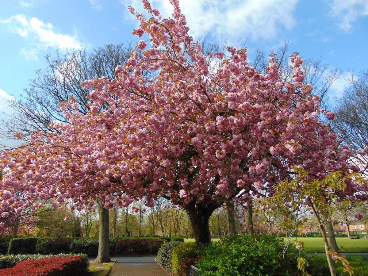 Voodoo_Chilli's tweet photo. Cherry Blossom in Victoria Park, Stretford. @FOVPStretford @CityofTreesMcr     #GMblossom https://t.co/mxdkl0V3HU