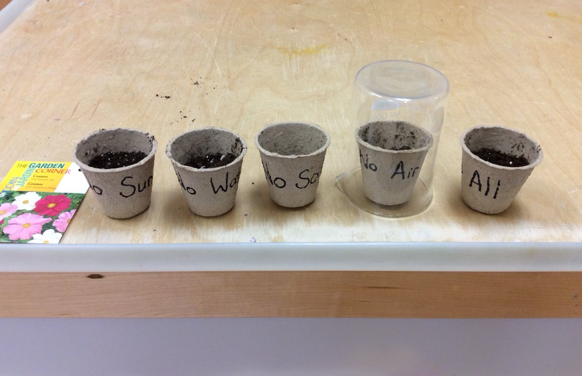 KinderR134's tweet photo. We are investigating what a plant needs in order to grow by removing either the sun, water, soil or air from each flowerpot. "I think it will only sprout." @BeckettFarmPS https://t.co/JTM1gD28Il