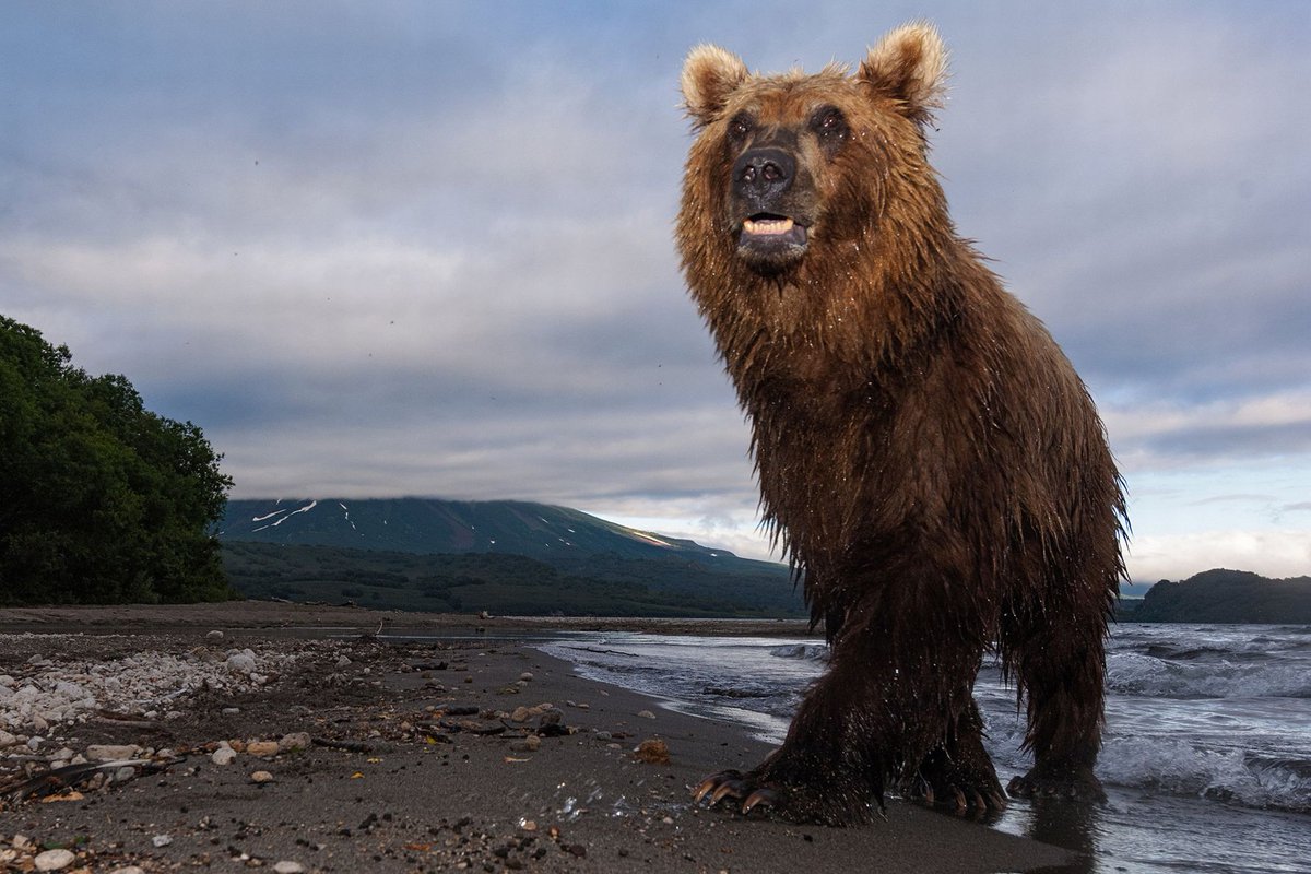 Daring photographer gets up close with bears in dramatic snaps mirror.co.uk/news/uk-news/g…