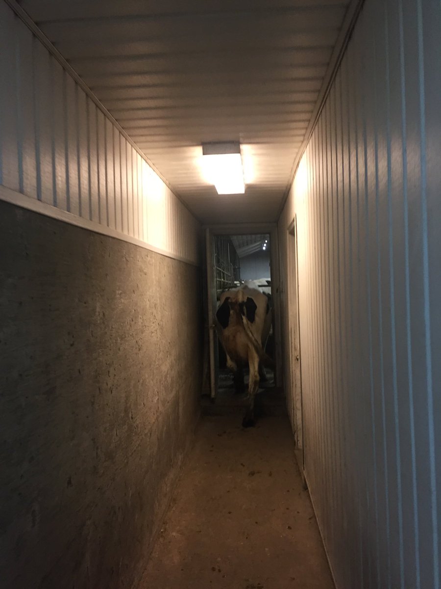 You never know what your gonna find when you come to the barn at night to do barn check. This could was our walking around the hallways in the barn