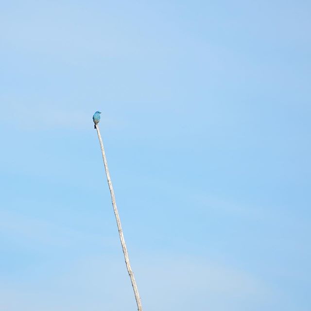 LeightonCentre's tweet photo. Mountain Bluebirds are so beautiful... but not that easy to find sitting still! Managed to snap just one photo of this guy before he flew off again.
.
.
.
#leightonartcentre #birding #myalberta #foothills #visitalberta #yyc #nature #mountainbluebird #MyNatureAB #explorealber… https://t.co/MozgOfq6zj