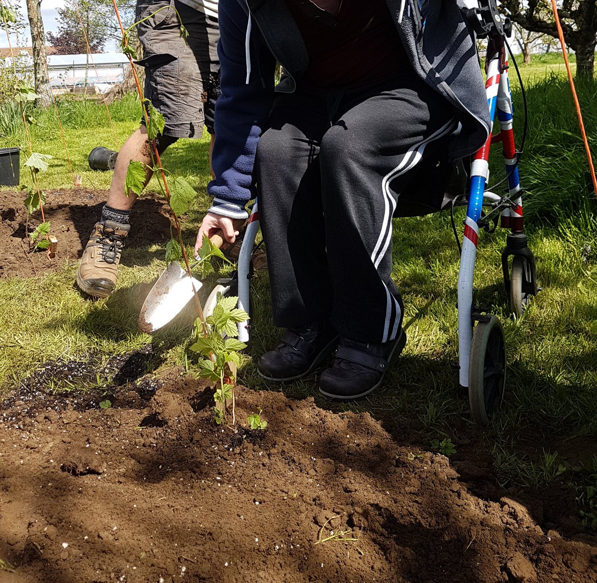 growandsow's tweet photo. Today we planted our hops with Glen from @deviterabeer. Five different cultivars that we are trialling to eventually use in Glen's brew #growandsow @Hftonline #rowde https://t.co/rbBnLKeky5