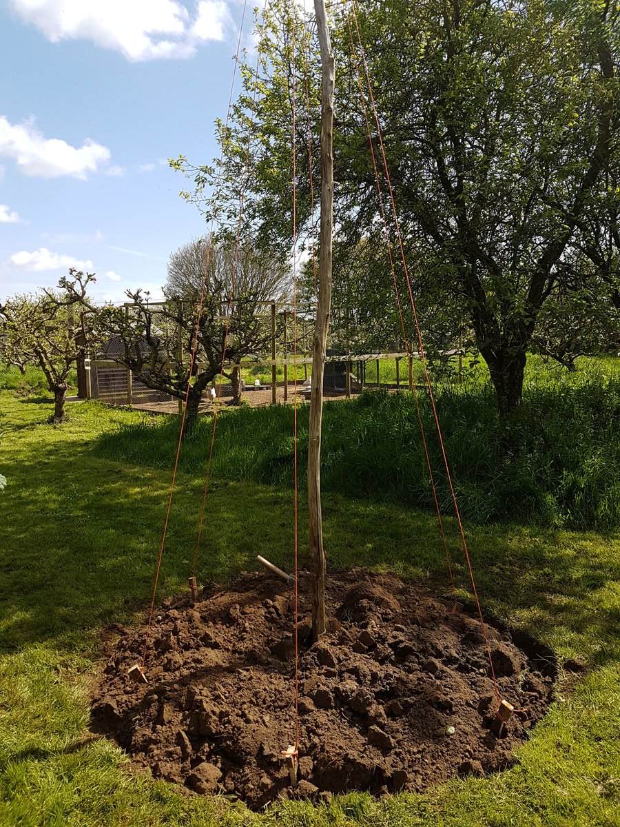 growandsow's tweet photo. Today we planted our hops with Glen from @deviterabeer. Five different cultivars that we are trialling to eventually use in Glen's brew #growandsow @Hftonline #rowde https://t.co/rbBnLKeky5