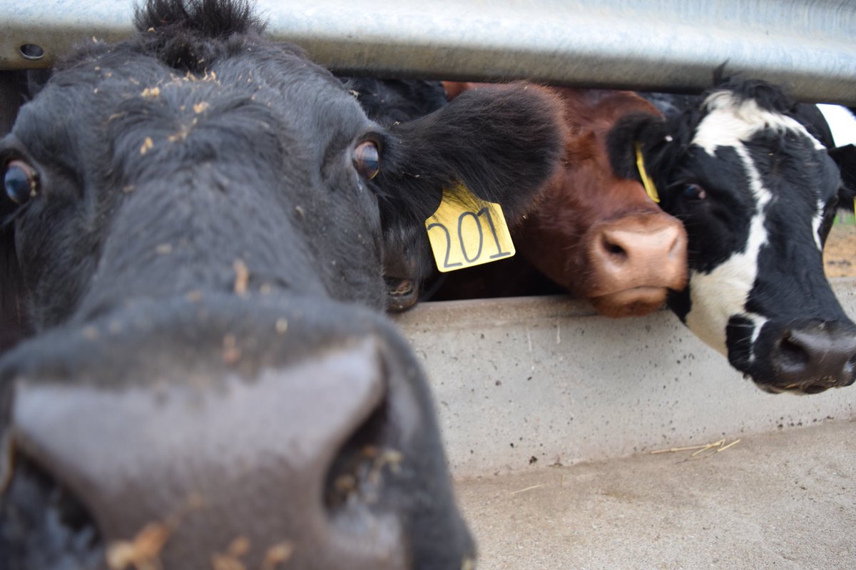 Curious about the top stories in agriculture from this week? 

Find @LukasFricke and <a href="/MissBorg2/">Miss Borg</a>  talking about them on @AgGradNation Snapchat today!