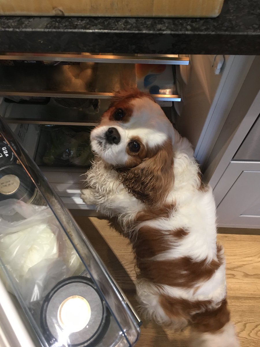 harveybones's tweet photo. What’s for tea? I can’t find any sausages 😫 https://t.co/OmRHLdx7SP