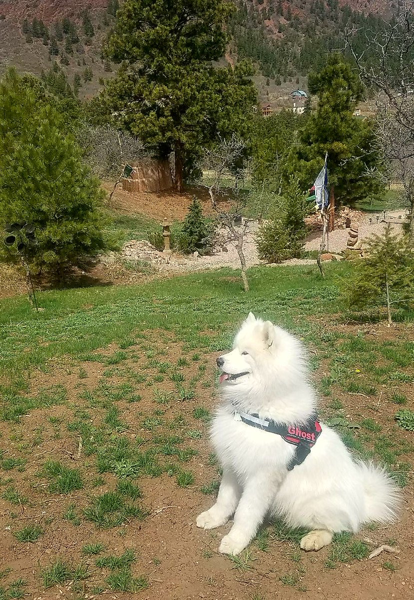 Julius-K9® tweet media