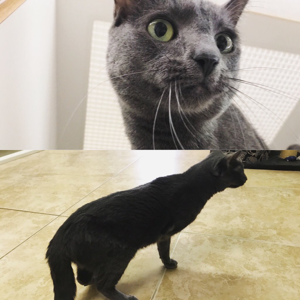 PPRJIA's tweet image. Today we are celebrating National Specially Abled Pets Day with our furry friend Tipper! Tipper loves to climb the cat tree and lounge around! #speciallyabledpetsday