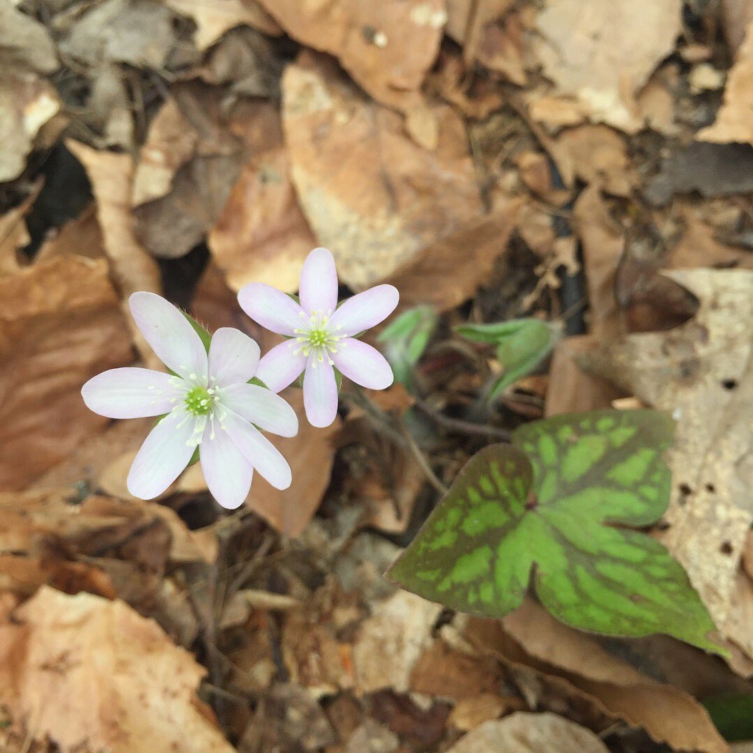 nathanwhayes's tweet photo. The ephemeral wildflowers of spring are a striking introduction to the summer season. I came across a lone hepatica and a patch of bloodroot. I’m getting a little distracted on my trail runs. #flowernerd #cummingnaturecenter #flxoutdoors #flxtrailrun @rocrmsc https://t.co/UfjG9XhiEt