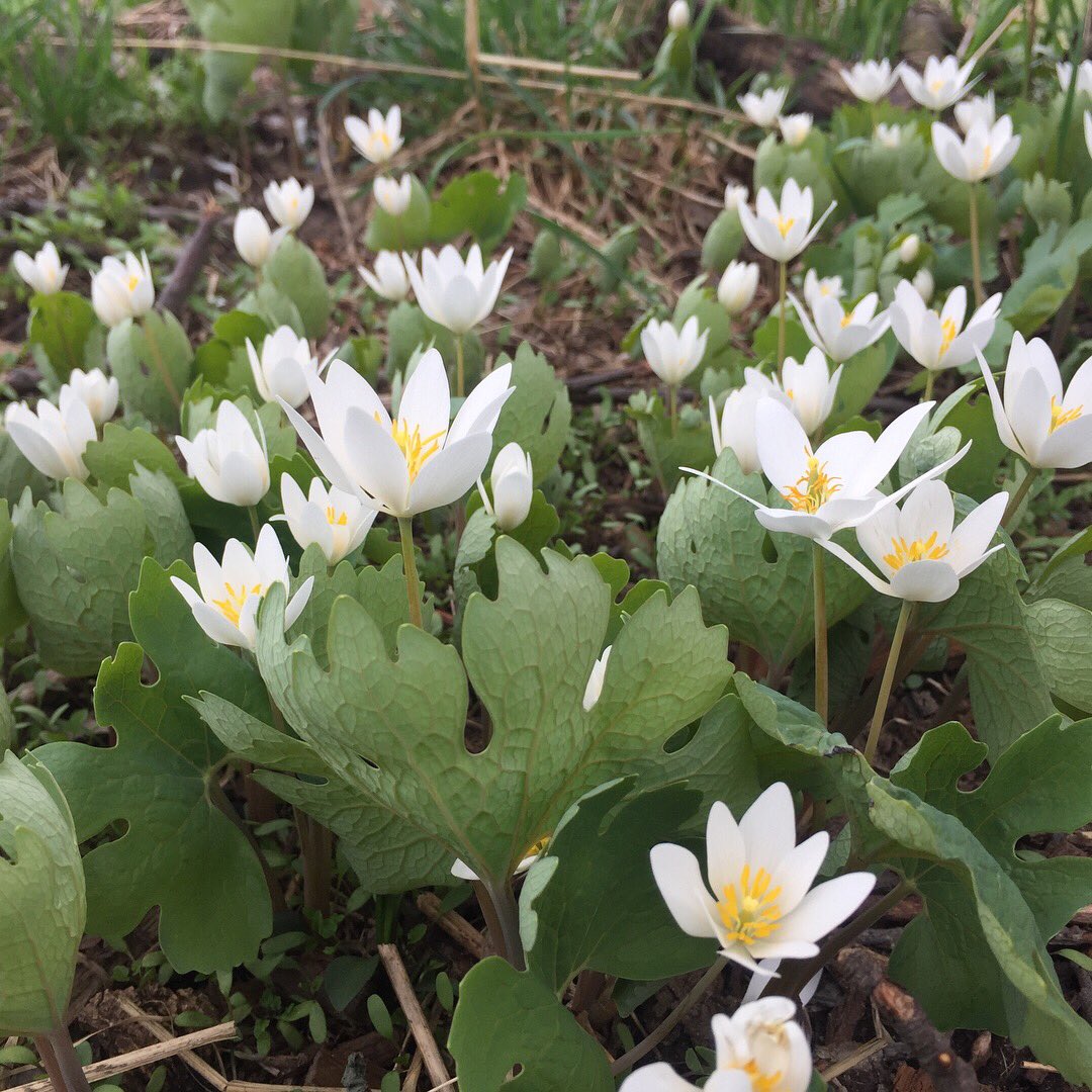 nathanwhayes's tweet photo. The ephemeral wildflowers of spring are a striking introduction to the summer season. I came across a lone hepatica and a patch of bloodroot. I’m getting a little distracted on my trail runs. #flowernerd #cummingnaturecenter #flxoutdoors #flxtrailrun @rocrmsc https://t.co/UfjG9XhiEt