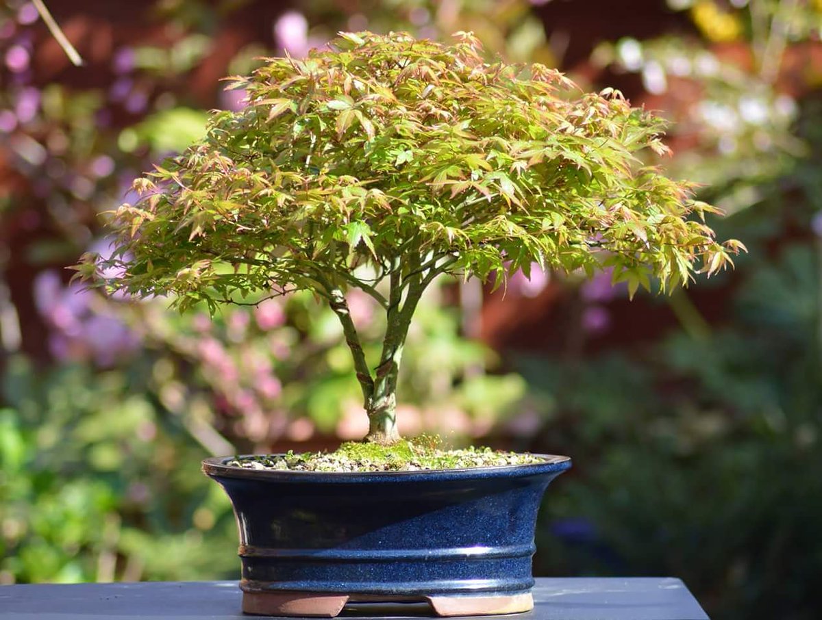 Acer #palmatum 'Little Princess'