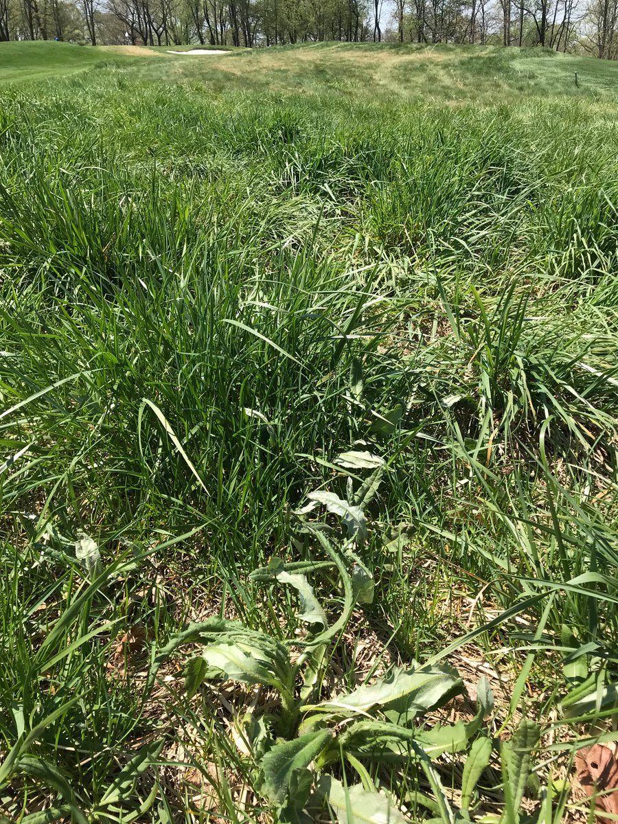 40 Acres of Natives sprayed in the past 2 days.