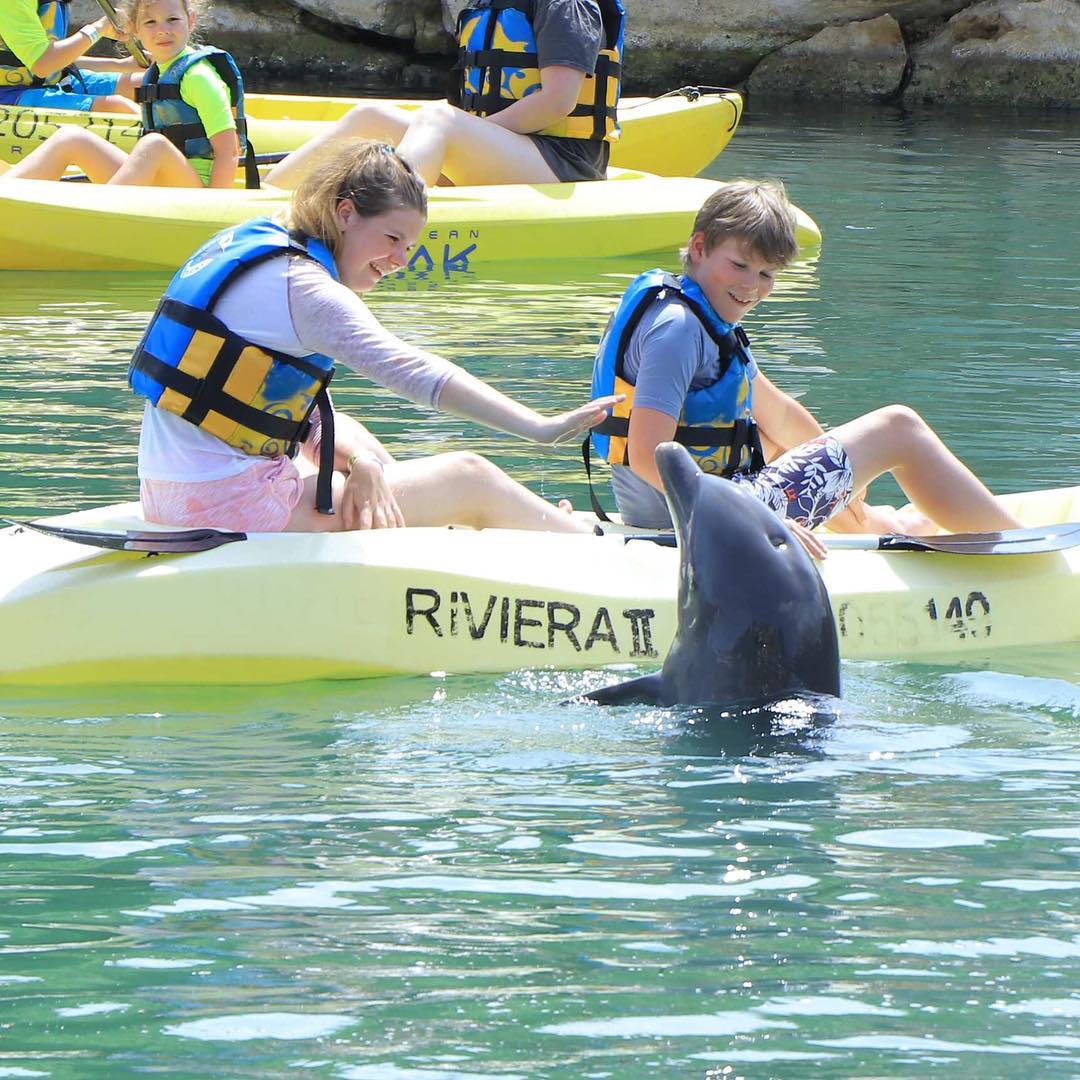 Dolphin Discovery tweet media