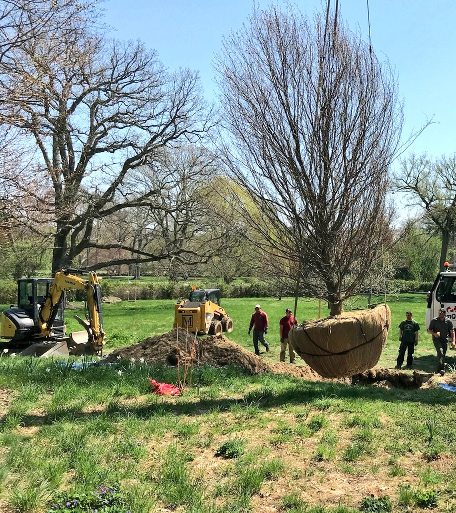 RPMarzilli's tweet photo. Today one of our enhancement crews is installing this magnificent tree.  We're hiring!  You could be working on these challenging projects.  #landscape #construction #ThisIsMarzilli https://t.co/MDd1xXSeH1