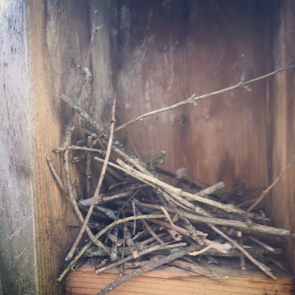opbluebirdys's tweet photo. #Box3 House Wren nest coming after recent removal of a nest that had been damaged by a House Sparrow. This is why it is important to monitor nest boxes and help manage them in the case of an invasive species. Photo Credit: Henry, Eve, Cody, Oliver / Eli E, Daphne, Liam, Josephine https://t.co/qrxnNU6qnN